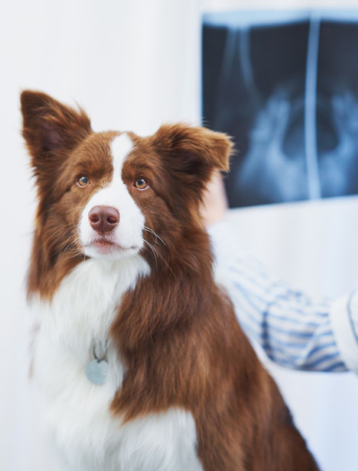 dog getting x-ray