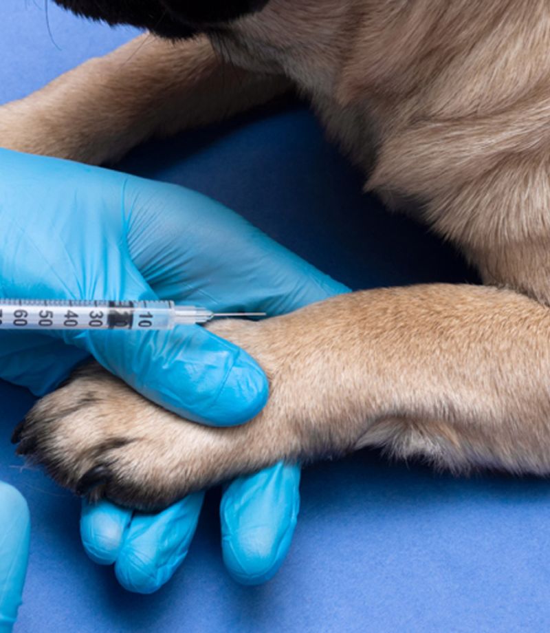 vet giving injection to dog
